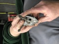 Cleaning Of Tappet Lever For Engine Timing