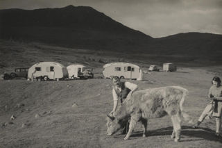 Man holding a cow with four caravans in the background, photos from the Winchester Wagoners tour of Scotland