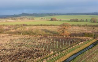 View of Tom's Wood North Yorkshire