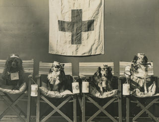 Mrs MMM Fowler's 4 dogs, collecting funds for the Red Cross