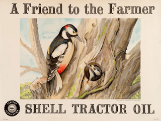 Shell poster number 1528, Great Spotted Woodpecker (1952) by Leonard Applebee. Painting of two Great Spotted Woodpeckers in a tree.