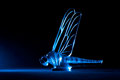 Lalique Libellule glass dragonfly car mascot